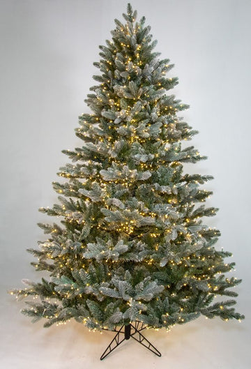 Frosted Sonoma Spruce