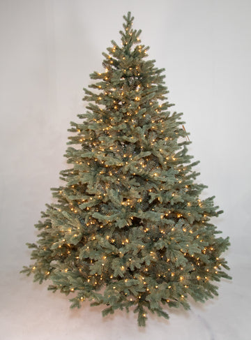 Acadia Blue Spruce