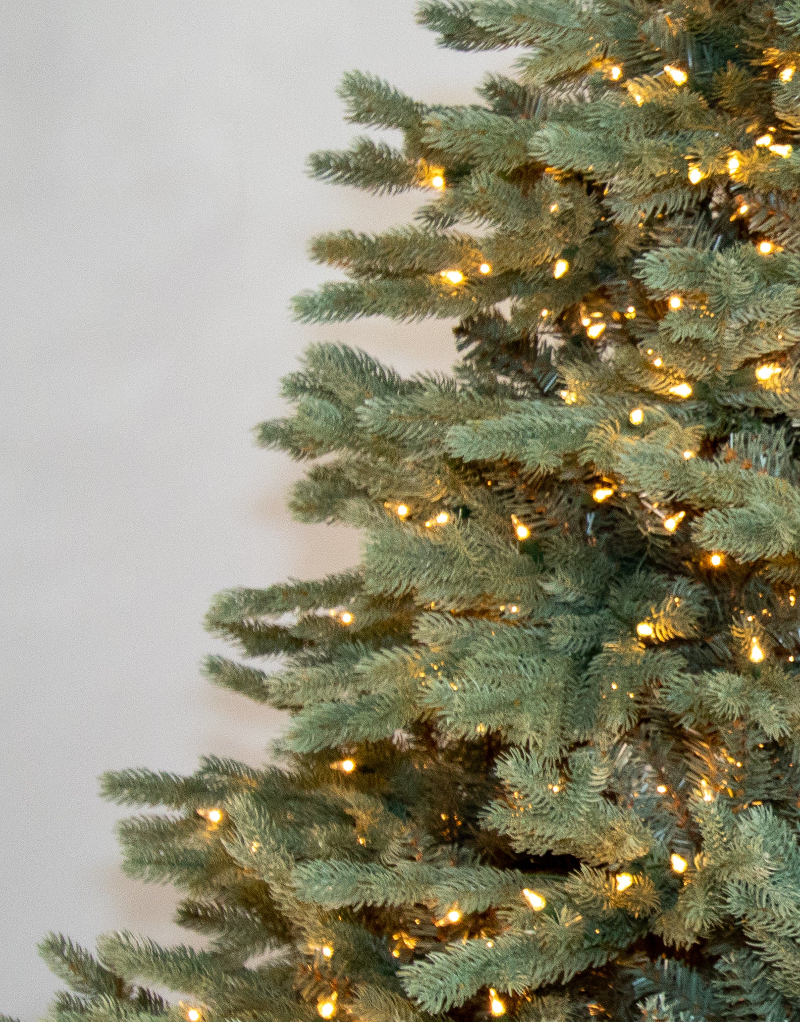 Acadia Blue Spruce