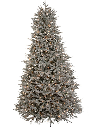 Aspen Blue Spruce