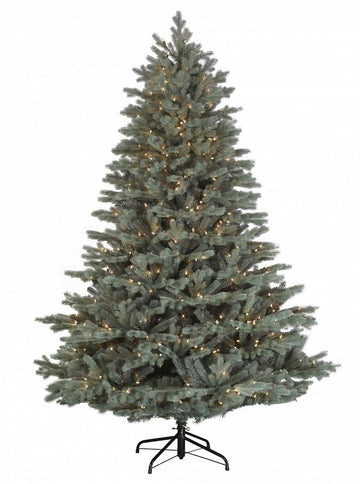 Augusta Blue Spruce