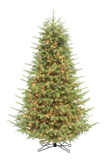 Carolina Fraser Fir