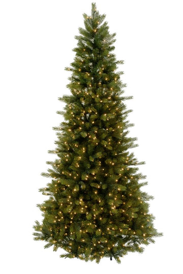 Logan Spruce