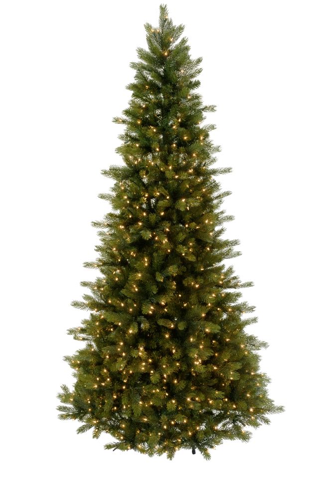 Logan Spruce