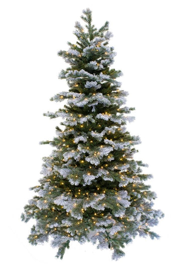 Frosted Silver Tip Fir