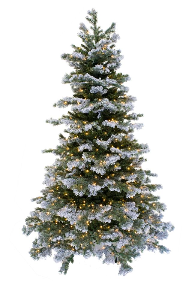 Frosted Silver Tip Fir