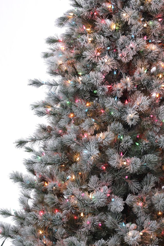 Sugar Plum Pine Medium