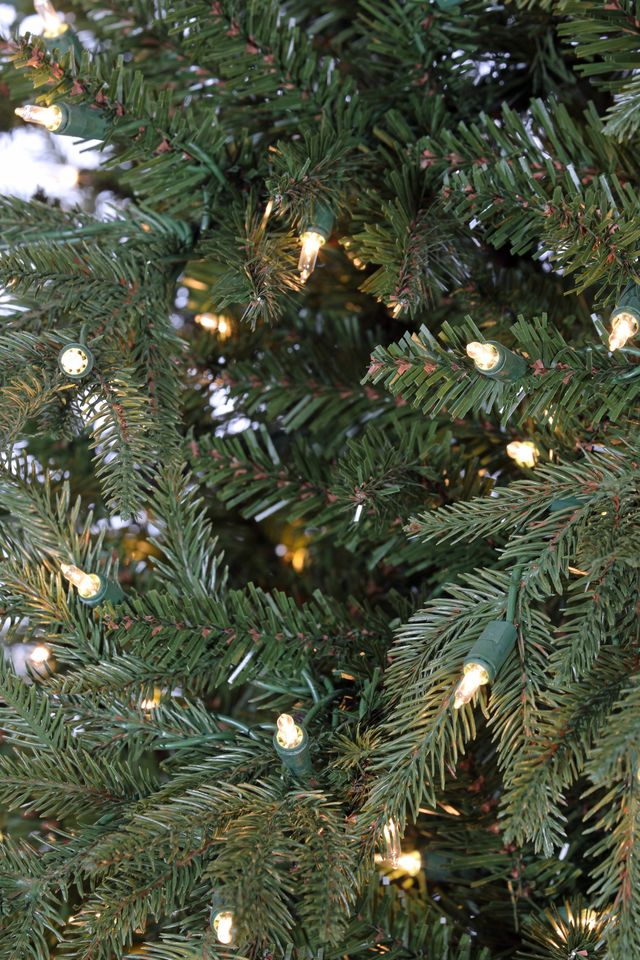 Noble Fir