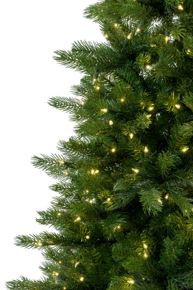 Logan Spruce