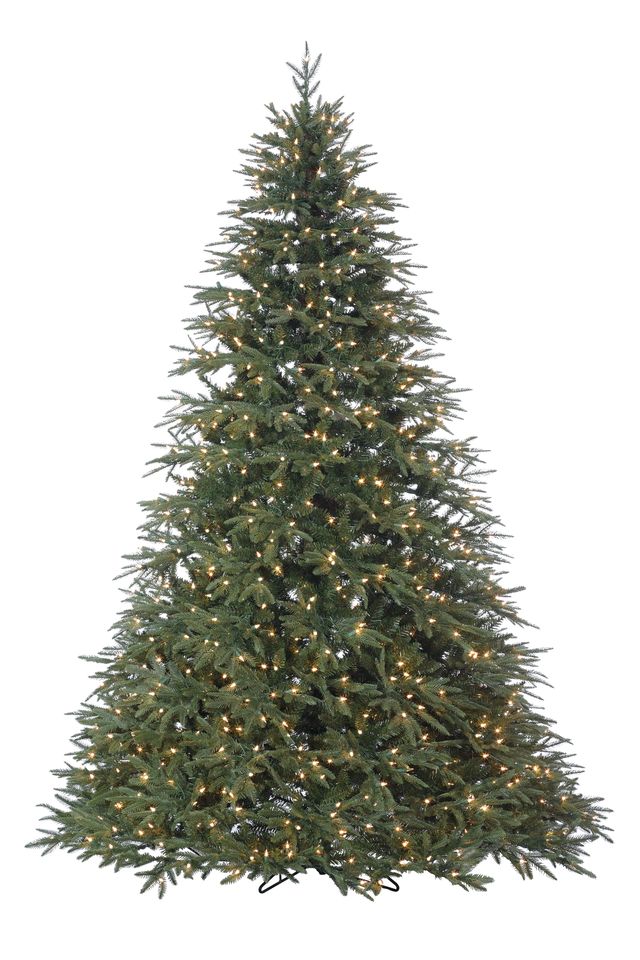 Noble Fir