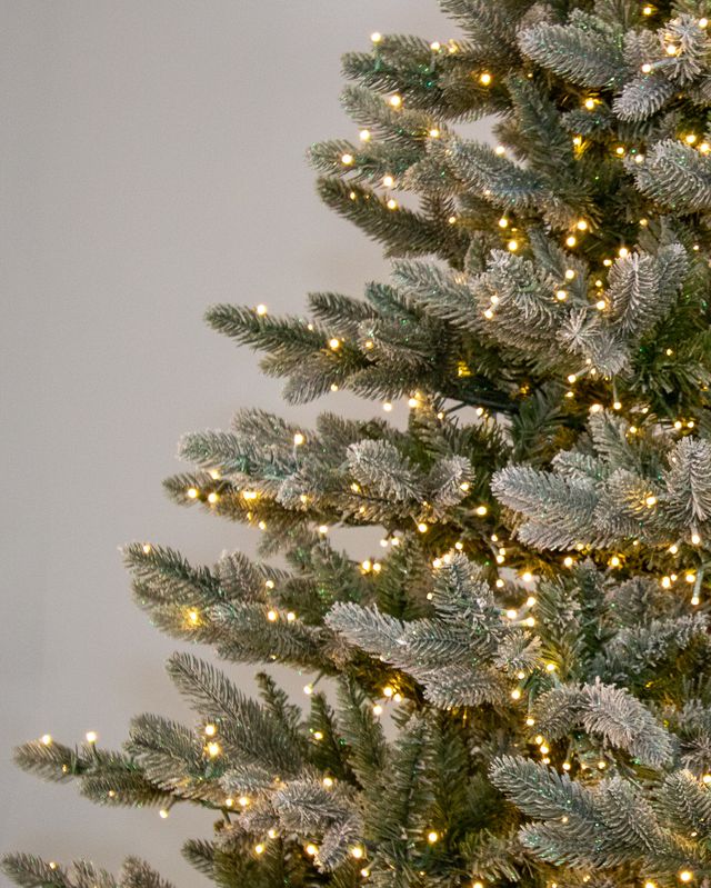 Frosted Sonoma Spruce