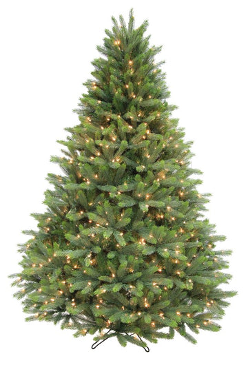 Grand Spruce