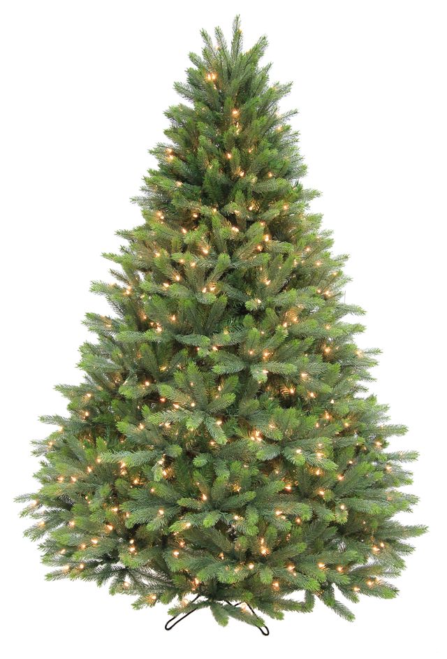 Grand Spruce