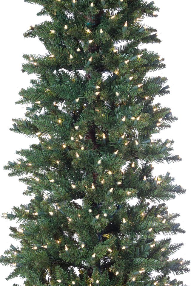 Summit Spruce