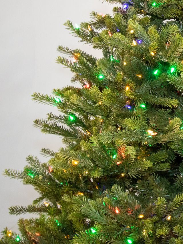 Dakota Fir