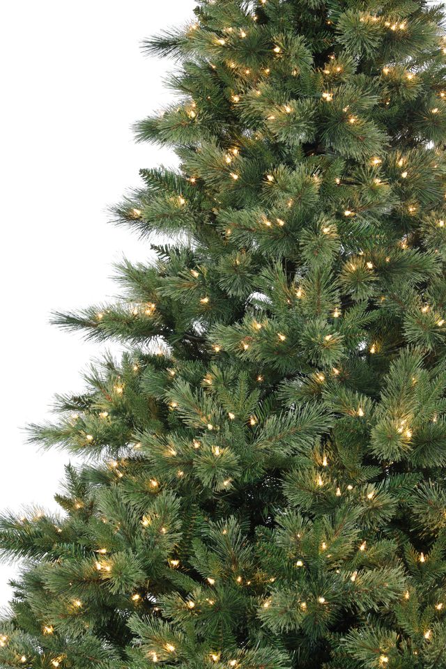 North Shore Spruce