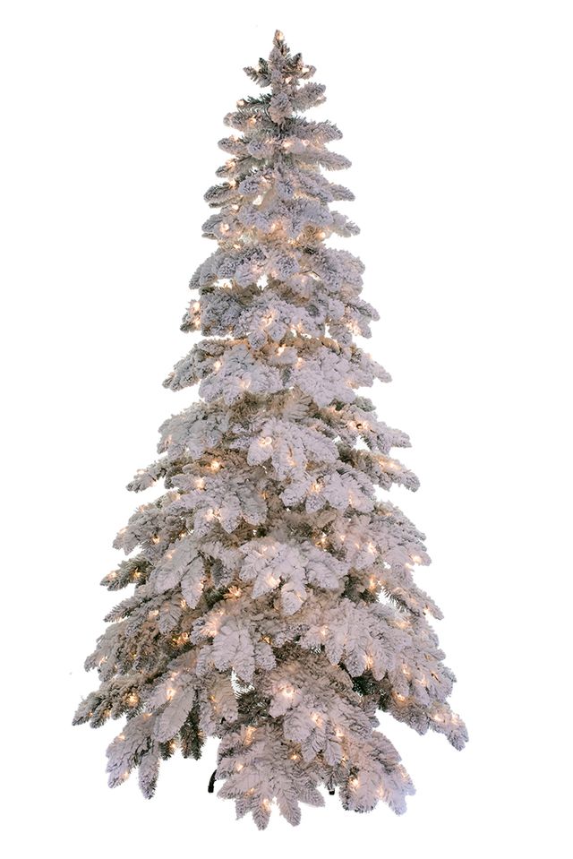 Snowfall Pine