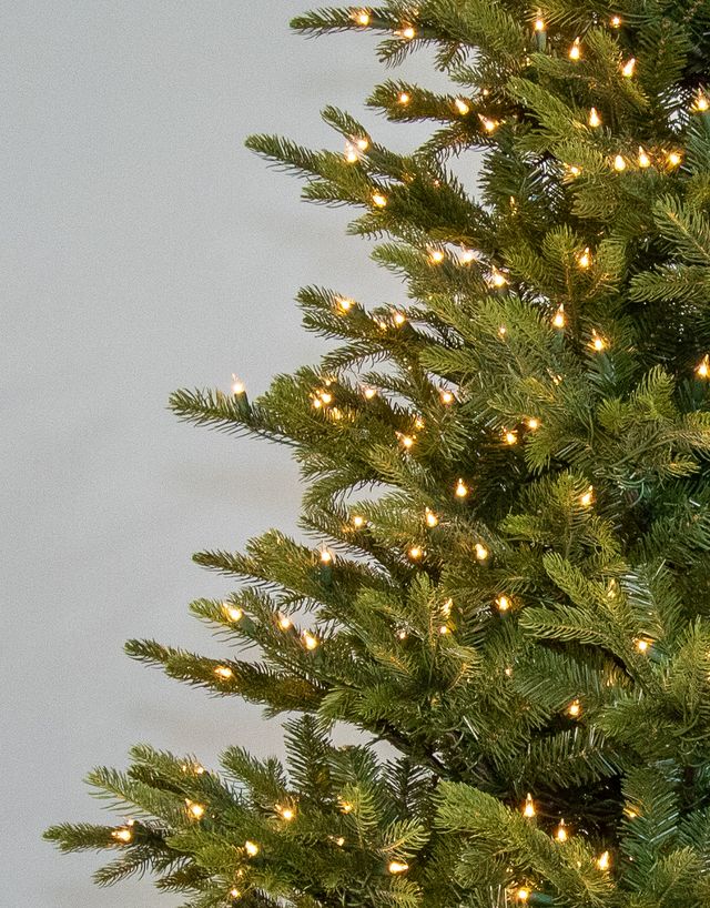 Cimarron Spruce