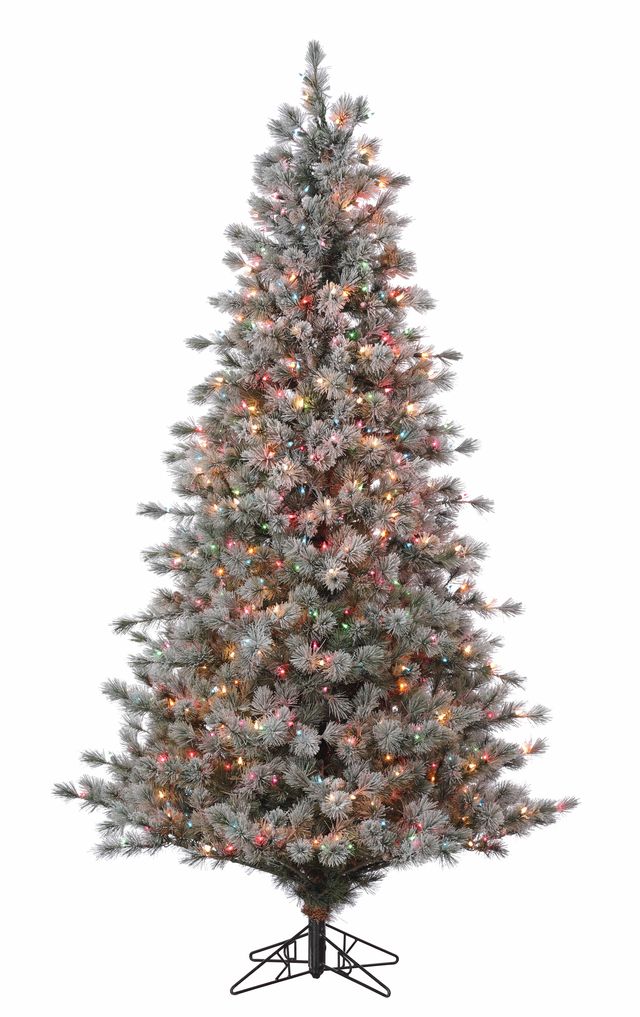 Sugar Plum Pine Medium